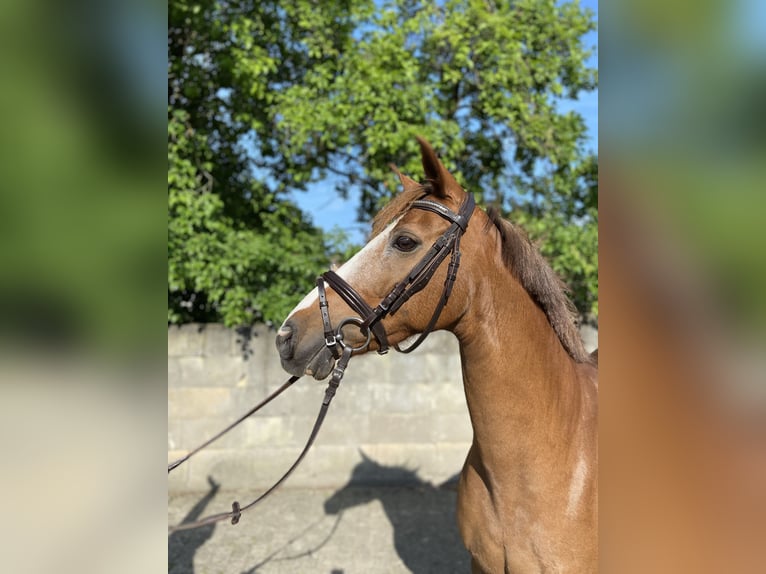 Pony tedesco Giumenta 17 Anni 144 cm Sauro in Peheim
