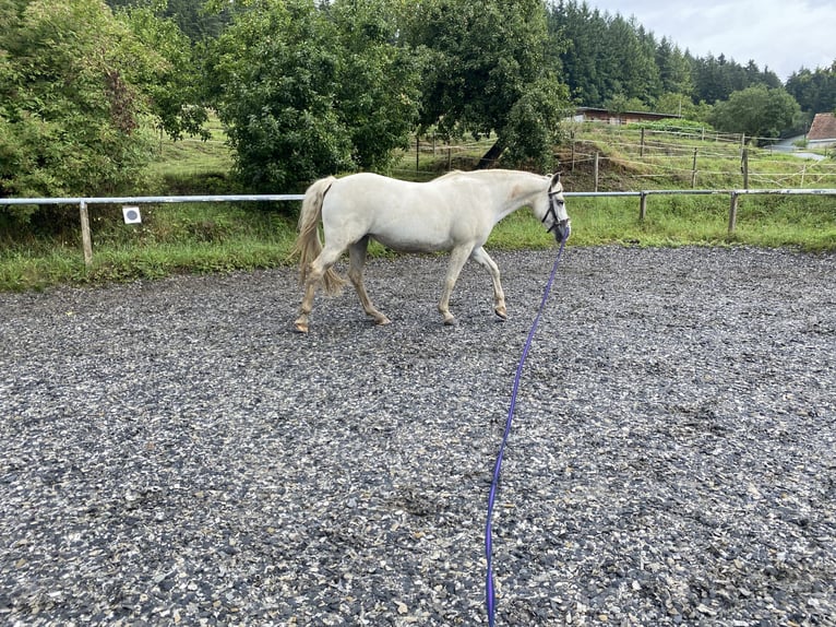 Pony tedesco Mix Giumenta 17 Anni 146 cm Grigio in Loßburg