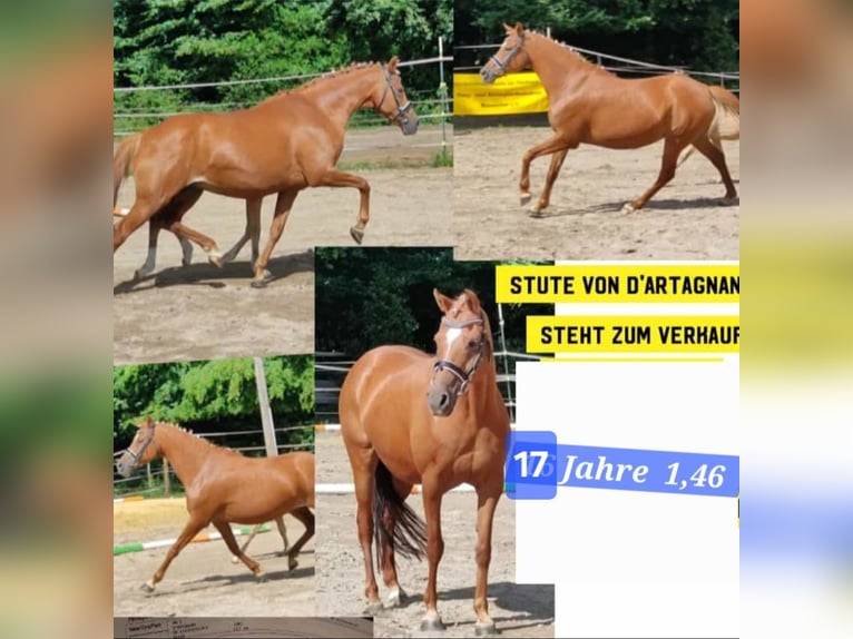 Pony tedesco Giumenta 17 Anni 146 cm Sauro in Ritterhude