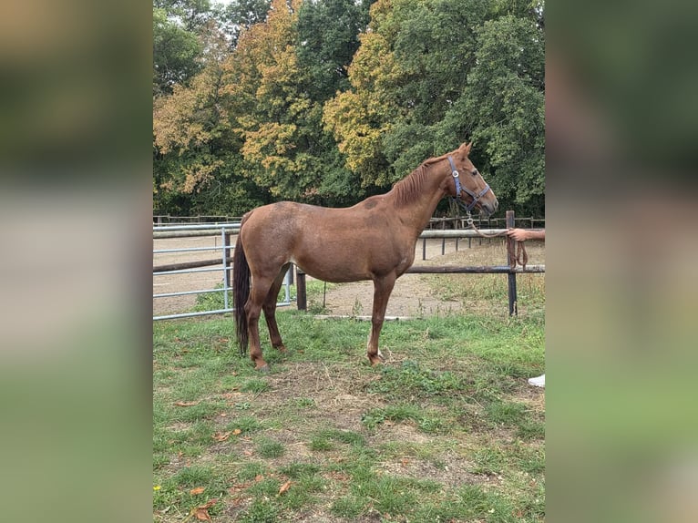 Pony tedesco Giumenta 17 Anni 146 cm Sauro in Vienenburg
