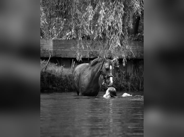 Pony tedesco Giumenta 17 Anni 146 cm Sauro scuro in Lilienthal