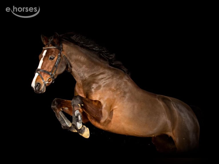 Pony tedesco Giumenta 17 Anni 147 cm Baio in Essen