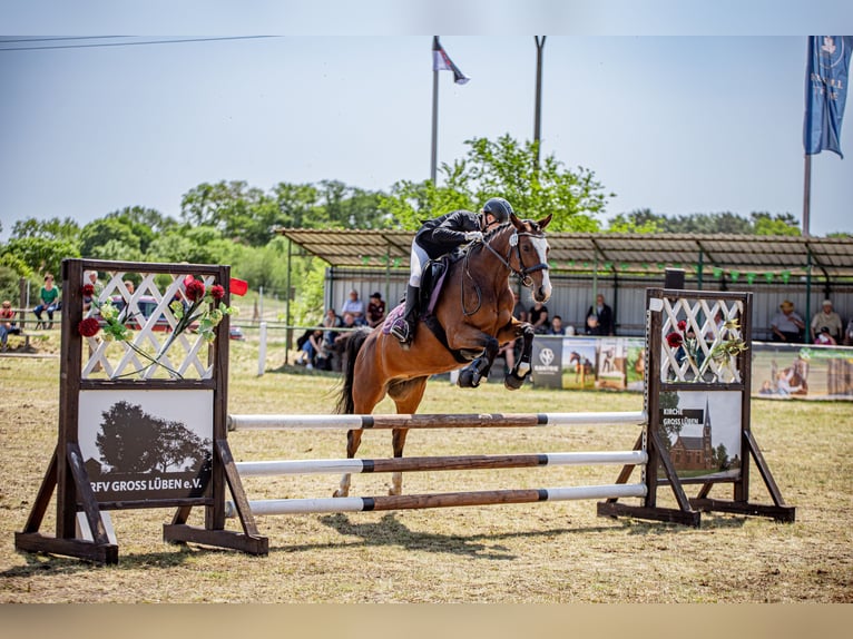 Pony tedesco Giumenta 17 Anni 147 cm Baio in Wusterhausen (Dosse) Pony tedesco Giumenta 17 Anni 147 cm Baio in Wusterhausen (Dosse)