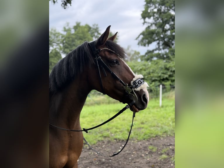 Pony tedesco Giumenta 17 Anni 147 cm Baio in Wusterhausen (Dosse) Pony tedesco Giumenta 17 Anni 147 cm Baio in Wusterhausen (Dosse)