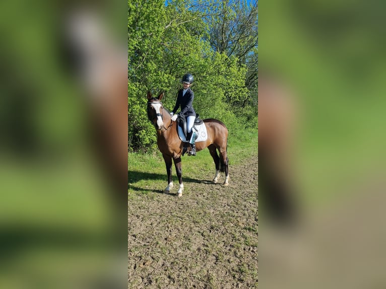 Pony tedesco Giumenta 17 Anni 147 cm Baio in Wusterhausen (Dosse) Pony tedesco Giumenta 17 Anni 147 cm Baio in Wusterhausen (Dosse)