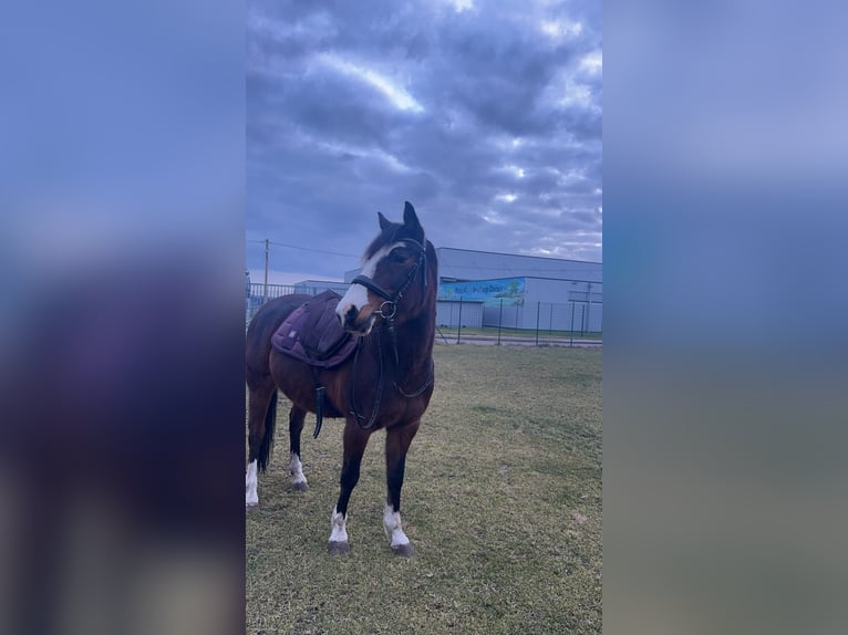 Pony tedesco Giumenta 17 Anni 147 cm Baio in Wusterhausen (Dosse) Pony tedesco Giumenta 17 Anni 147 cm Baio in Wusterhausen (Dosse)