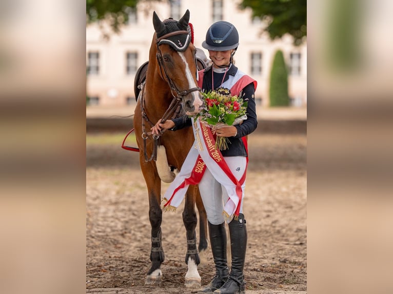 Pony tedesco Giumenta 17 Anni 148 cm Baio in Breddin