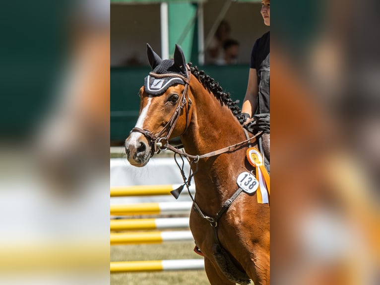 Pony tedesco Giumenta 17 Anni 148 cm Baio in Breddin