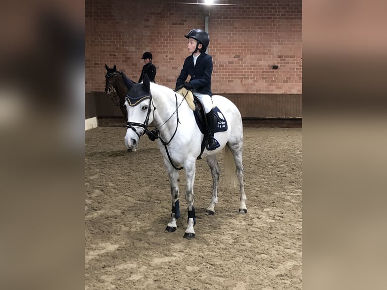 Pony tedesco Giumenta 17 Anni 148 cm Grigio in FürstenauFürstenau
