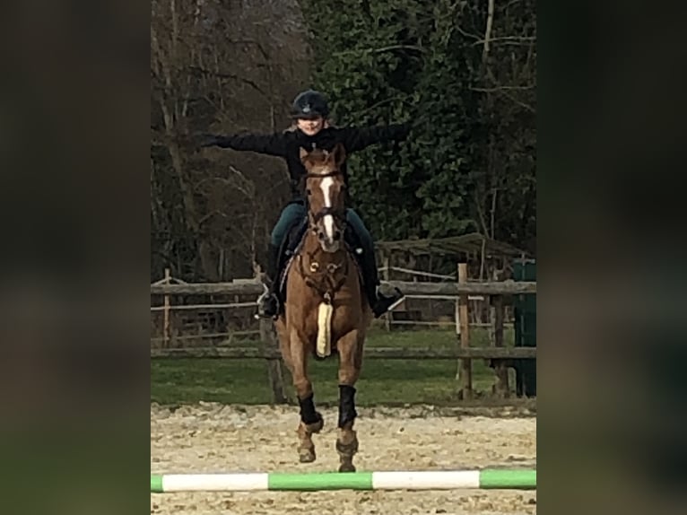 Pony tedesco Giumenta 17 Anni 148 cm Sauro in Dortmund