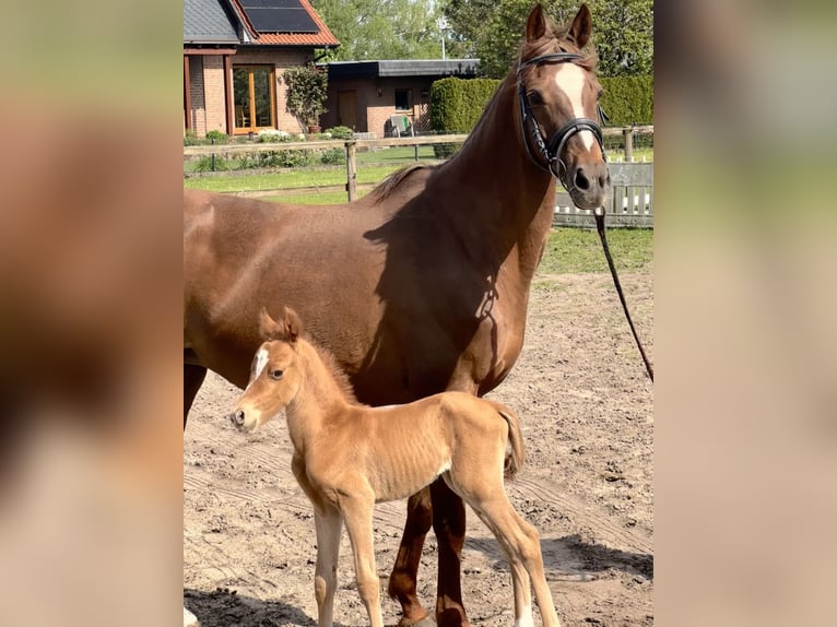 Pony tedesco Giumenta 17 Anni 148 cm Sauro scuro in Stuhr