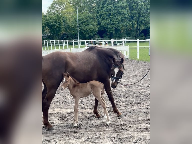 Pony tedesco Giumenta 17 Anni 148 cm Sauro scuro in Stuhr