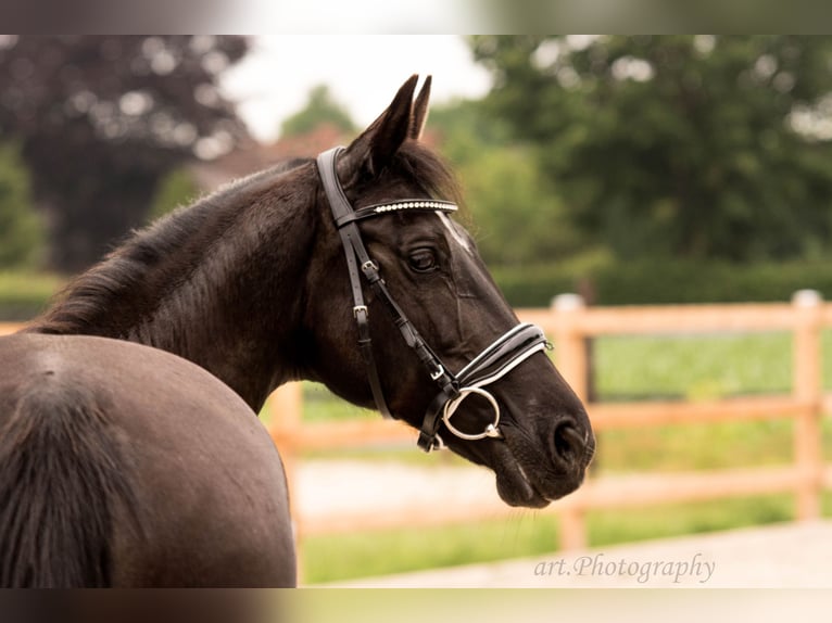 Pony tedesco Giumenta 17 Anni 153 cm Morello in Himmelpforten