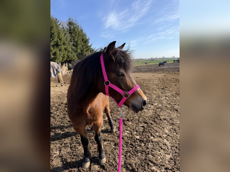 Pony tedesco Mix Giumenta 18 Anni 131 cm Baio in Mölln