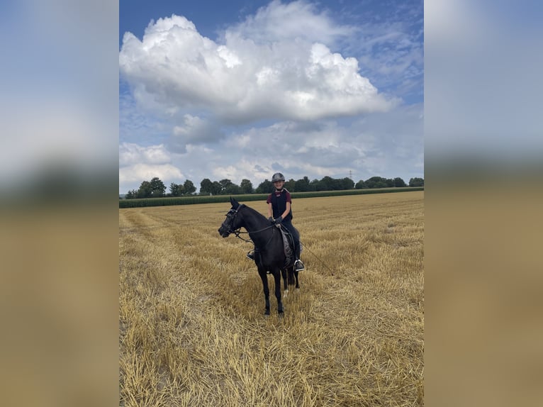 Pony tedesco Giumenta 18 Anni 136 cm Morello in Köln