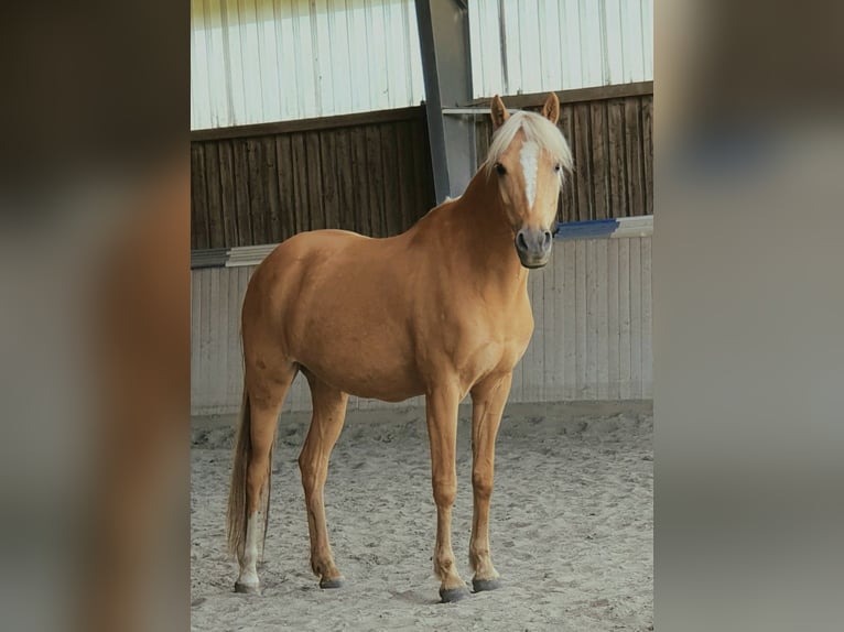 Pony tedesco Giumenta 18 Anni 142 cm Palomino in Bruckmühl