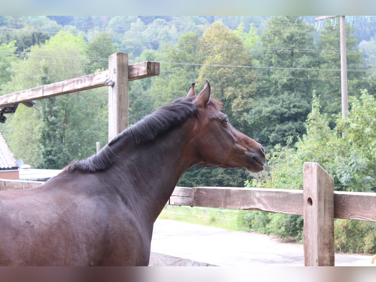 Pony tedesco Giumenta 18 Anni 143 cm Baio in Bad Wildbad im Schwarzwald