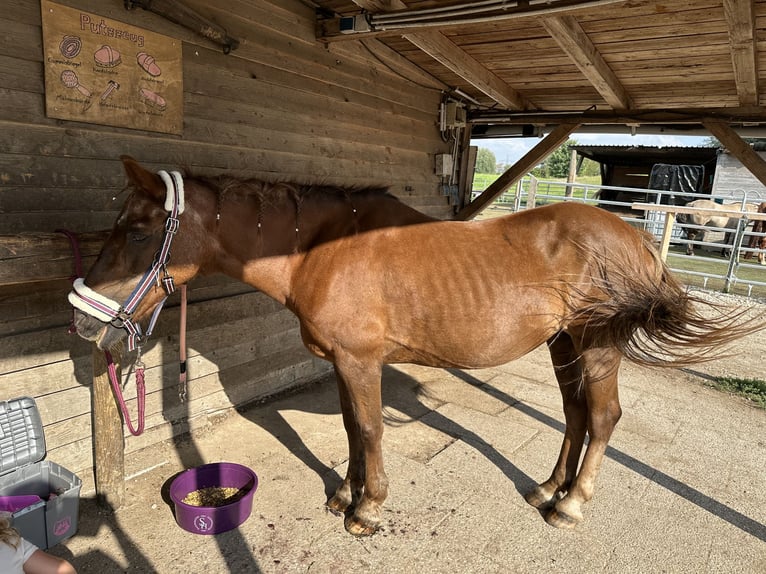 Pony tedesco Mix Giumenta 18 Anni 143 cm Sauro in München