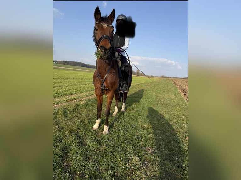 Pony tedesco Giumenta 18 Anni 144 cm Baio in Niederstedem