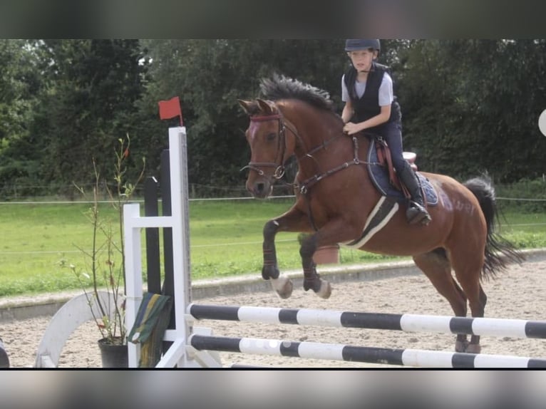 Pony tedesco Giumenta 18 Anni 146 cm Baio in Uetersen