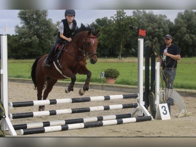 Pony tedesco Giumenta 18 Anni 146 cm Baio in Uetersen