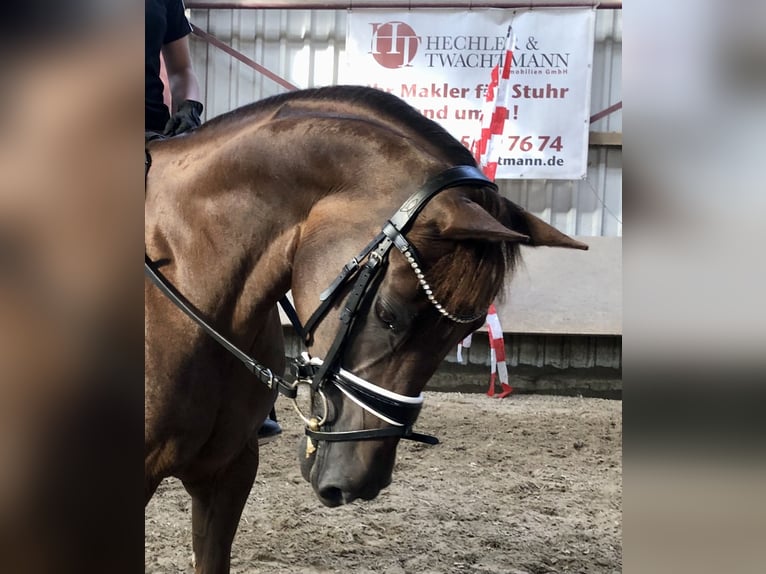 Pony tedesco Giumenta 18 Anni 147 cm Sauro scuro in BremenBremen