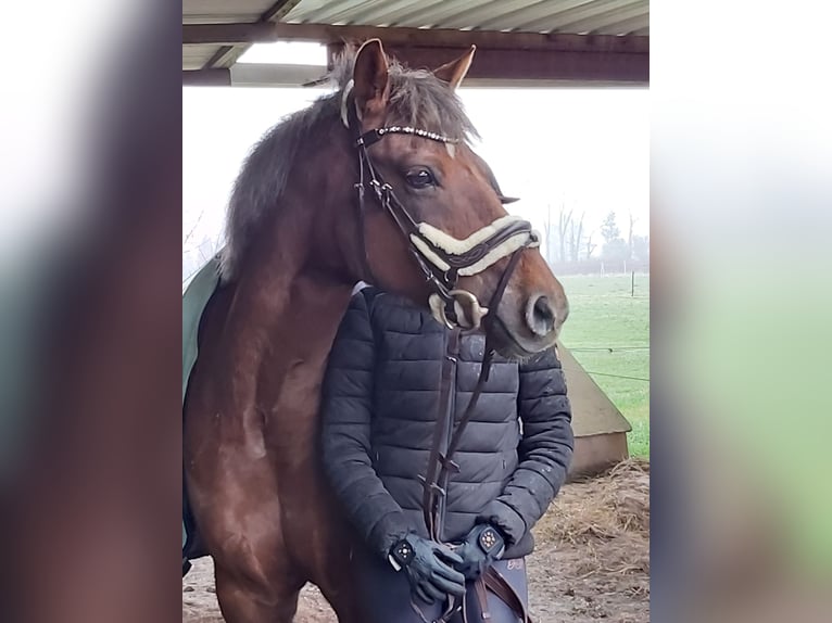 Pony tedesco Giumenta 18 Anni 148 cm Sauro in Heidgraben