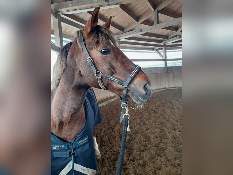 Pony tedesco Giumenta 18 Anni 148 cm Sauro in Heidgraben