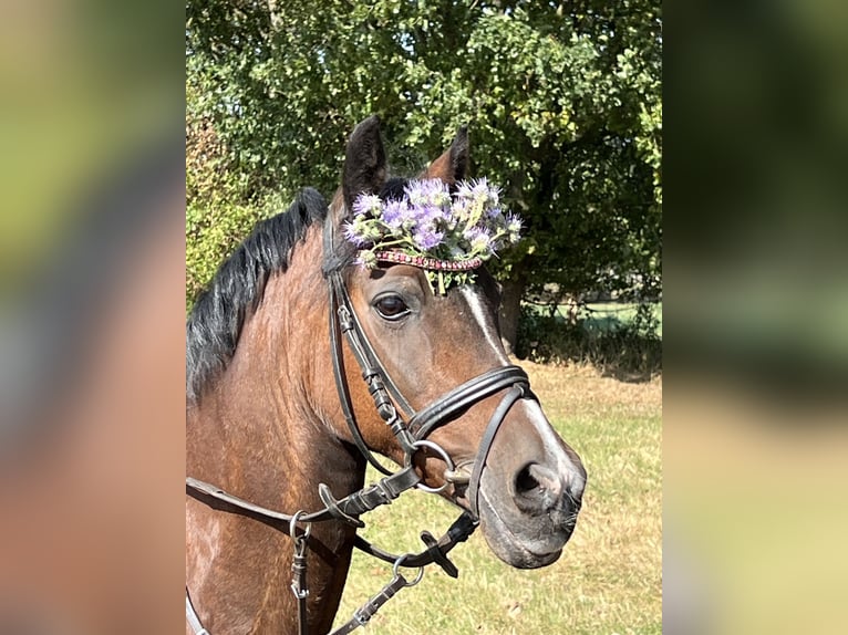Pony tedesco Giumenta 19 Anni 129 cm Baio in Martfeld