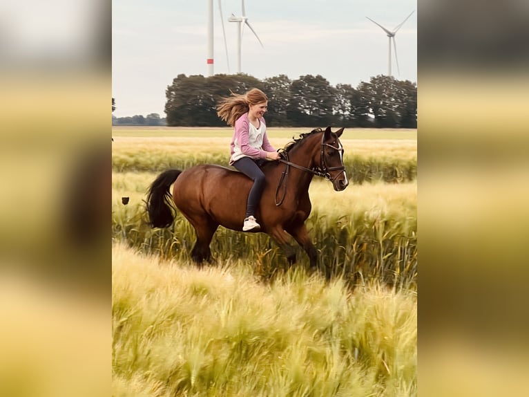 Pony tedesco Giumenta 19 Anni 129 cm Baio in Martfeld