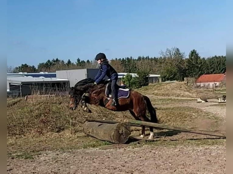 Pony tedesco Giumenta 19 Anni 137 cm Baio in Ritterhude