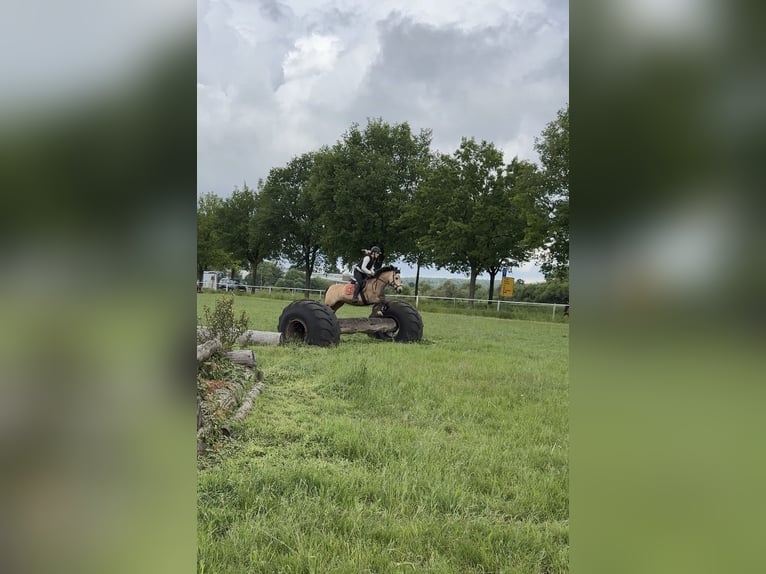 Pony tedesco Mix Giumenta 19 Anni 140 cm Falbo in Rodgau