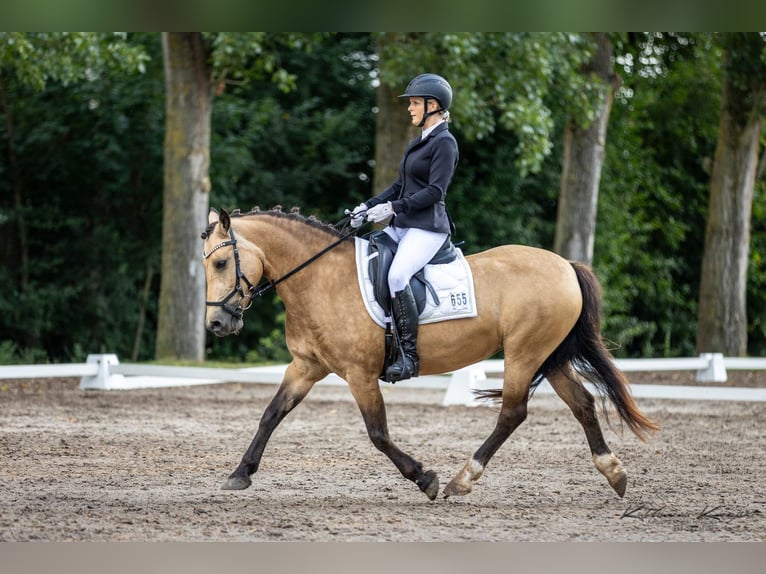 Pony tedesco Mix Giumenta 19 Anni 140 cm Falbo in Rodgau