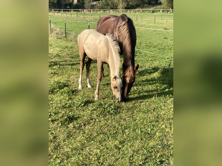 Pony tedesco Giumenta 19 Anni 144 cm Sauro in Stelle