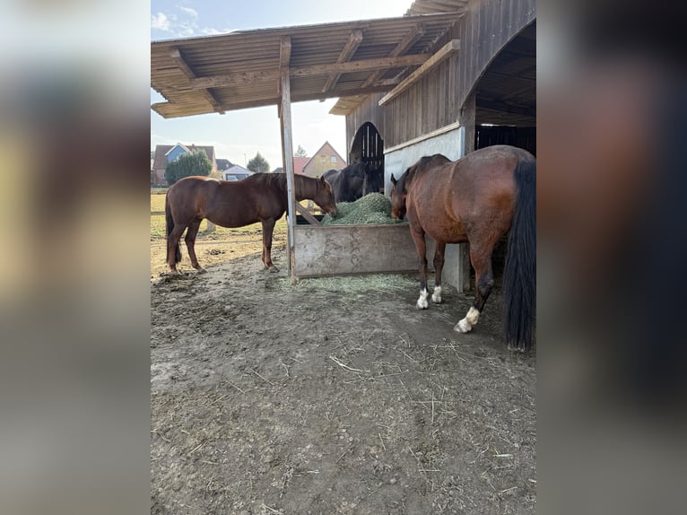 Pony tedesco Giumenta 19 Anni 144 cm Sauro scuro in Stelle