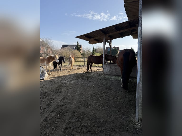 Pony tedesco Giumenta 19 Anni 144 cm Sauro scuro in Stelle