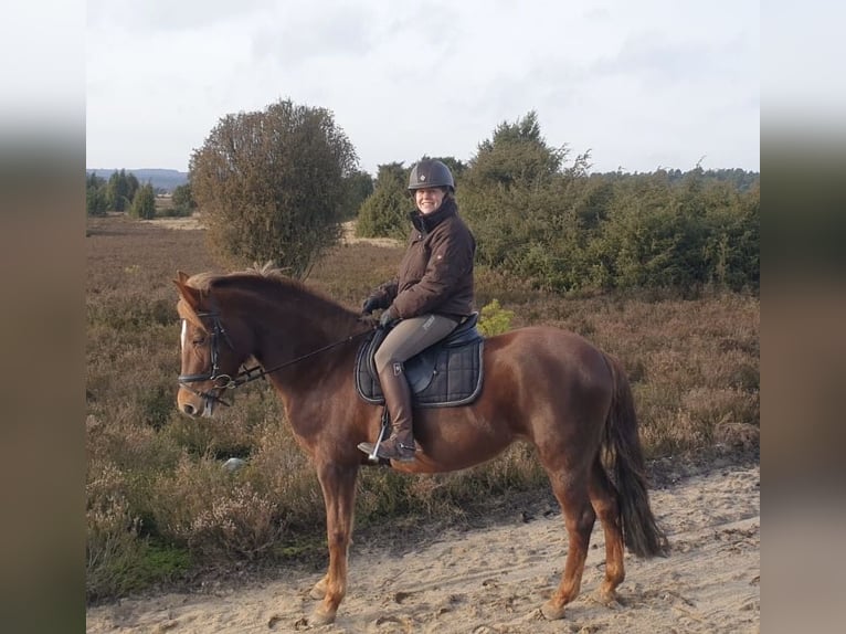 Pony tedesco Giumenta 19 Anni 144 cm Sauro scuro in Stelle