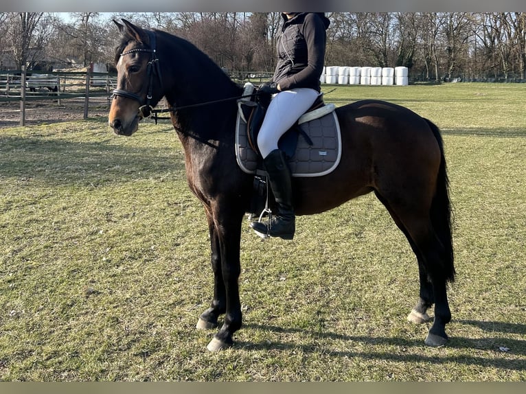 Pony tedesco Giumenta 19 Anni 146 cm Baio in Stahnsdorf