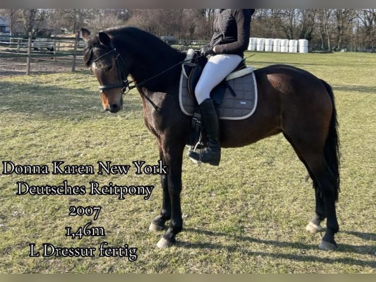 Pony tedesco Giumenta 19 Anni 146 cm Baio in Stahnsdorfn