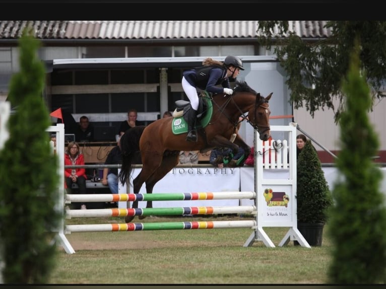 Pony tedesco Giumenta 19 Anni 146 cm Baio in Steinfeld (Oldenburg)