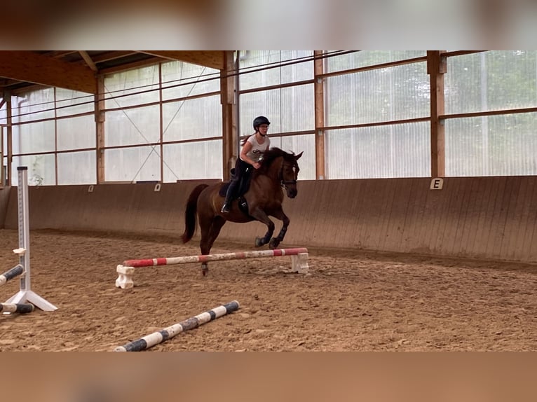 Pony tedesco Giumenta 19 Anni 146 cm Sauro scuro in Trier