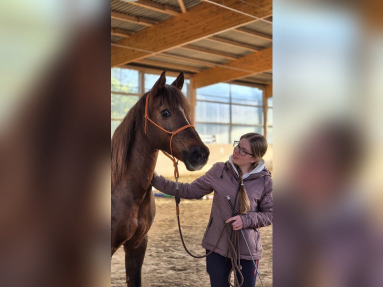 Pony tedesco Giumenta 19 Anni 146 cm Sauro scuro in Trier