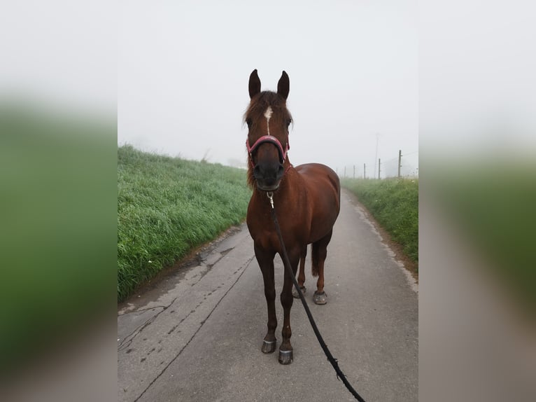 Pony tedesco Giumenta 19 Anni 146 cm Sauro scuro in Trier
