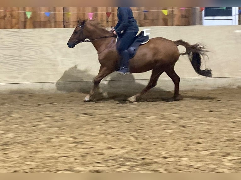 Pony tedesco Mix Giumenta 19 Anni 150 cm Sauro in Nürtingen