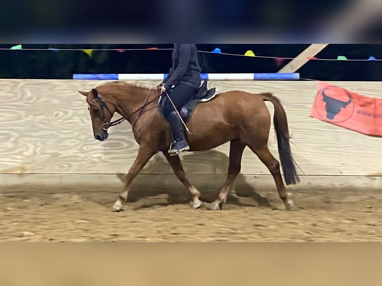 Pony tedesco Mix Giumenta 19 Anni 150 cm Sauro in Nürtingen