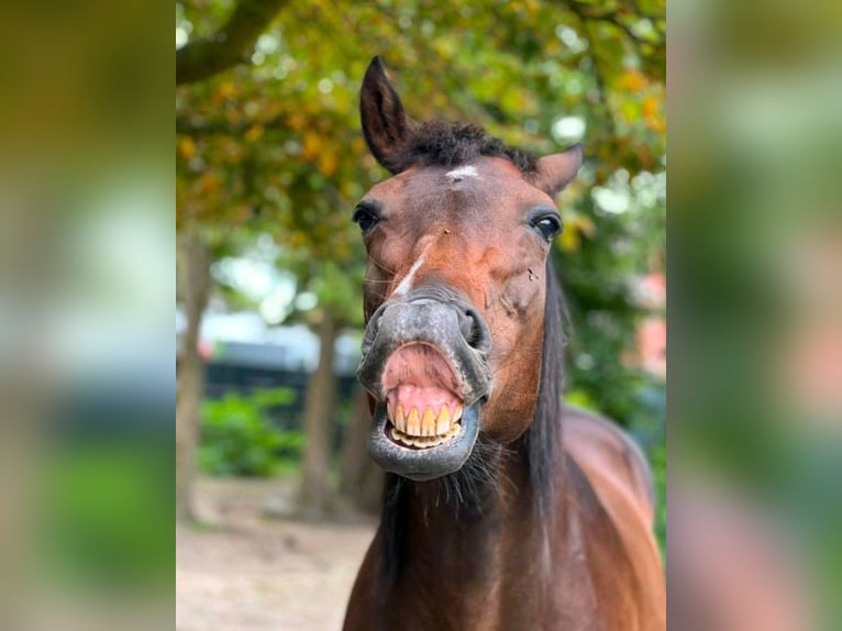 Pony tedesco Giumenta 19 Anni 153 cm Baio in Langen