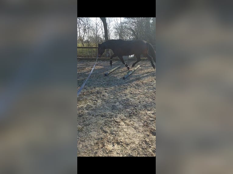 Pony tedesco Giumenta 19 Anni 153 cm Baio in Langen
