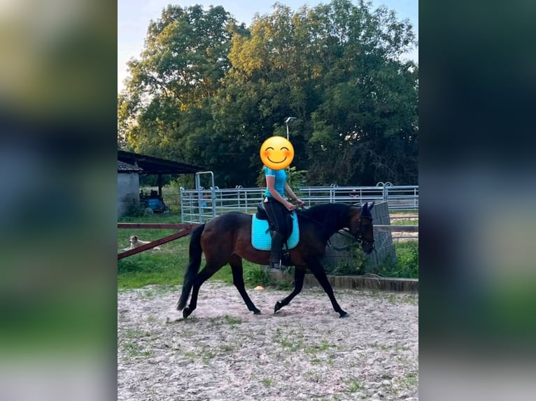 Pony tedesco Giumenta 19 Anni 153 cm Baio in Langen
