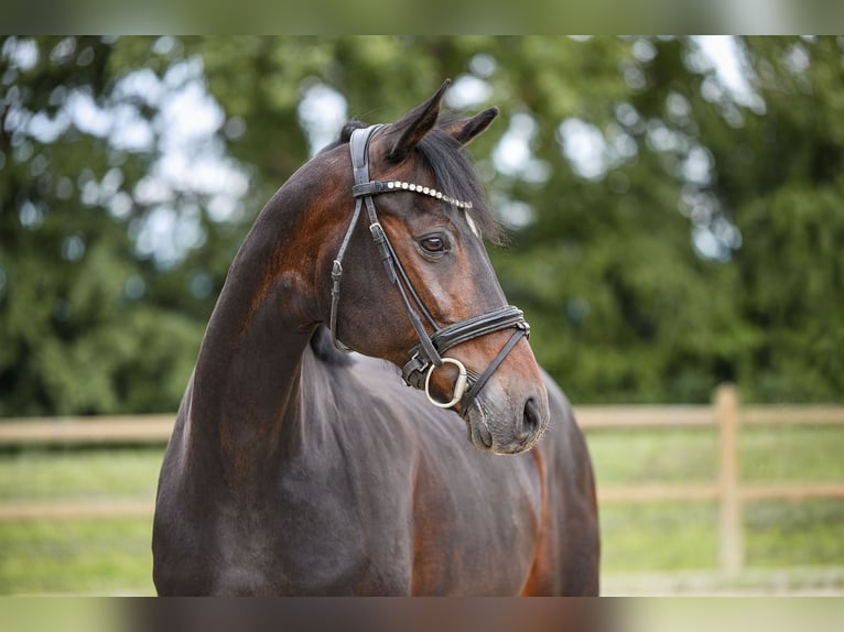 Pony tedesco Giumenta 19 Anni 153 cm Baio scuro in Riedstadt