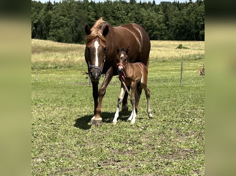 Pony tedesco Mix Giumenta 1 Anno 130 cm Baio in Ottobeuren